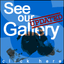 Visit the Springer Spaniel Gallery