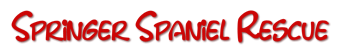 Springer Spaniel Rescue UK