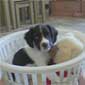 Dooly