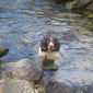 Bracken  'cooling off!'