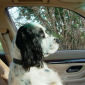 Dougal the 'Driver'