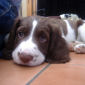 Flynn