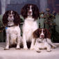Jake, Baldrick, Biscuit