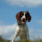 Mazie