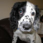 Patch