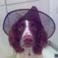 Sam  'Getting ready for Trick or Treat!!'