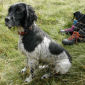 Tess