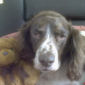 Benson