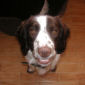 Jasper