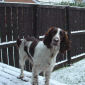 Jess