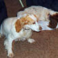 Jasper & Tans