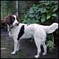 Alfie