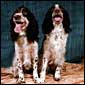 Angus & Bruce