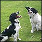 Badger & Sam