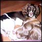 Bailey (& Toby)