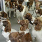 Some of Bobby's Friends