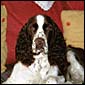 Bracken
