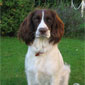 Bramble