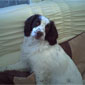 Charlie