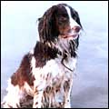Daisy