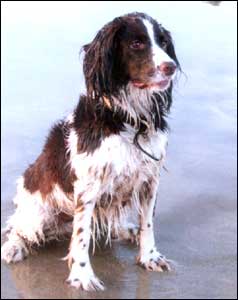 Daisy
