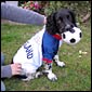 Doggie with Football