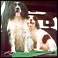 Gip & Bramble