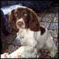 Jasper