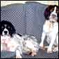Megan & Saffie