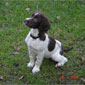 Rosie on the lawn