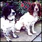 Seve and Buddy